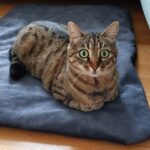 Katze / Hunde-Decke Set – Detailansicht 10