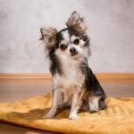 Katze / Hunde-Decke Set – Detailansicht 7