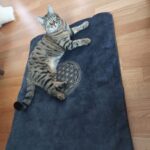 Katze / Hunde-Decke Set – Detailansicht 9
