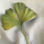 Bettwäsche Ginkgo Mischgewebe – Detailansicht 3